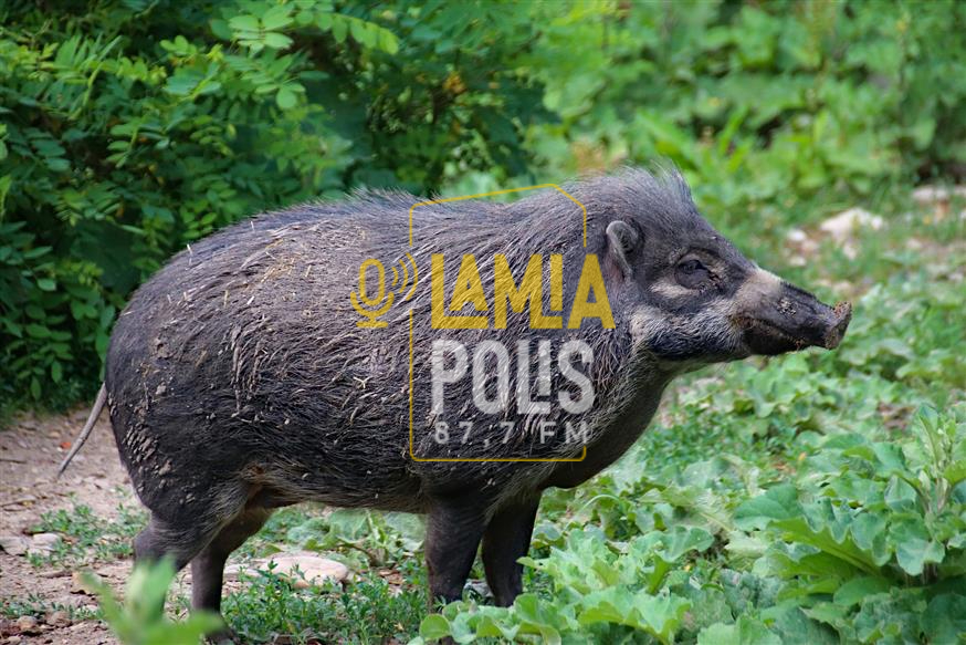 Κυνηγετικός Σύλλογος Λαμίας: Ξεκινούν οι περιπολίες για τα αγριογούρουνα - Ο Γιάννης Καρέλης στον Lamia Polis 87,7 (ΗΧΗΤΙΚΟ)