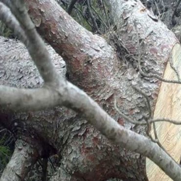 Εύβοια: Νεκρός ο εργάτης που καταπλακώθηκε από δέντρο – Έκανε 2,5 ώρες να φτάσει το ασθενοφόρο