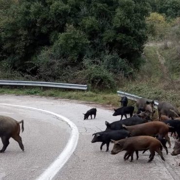 Φθιώτιδα: Η… επέλαση των αγριογούρουνων ούτε 1 ούτε 2 ούτε 3 αλλά 23!