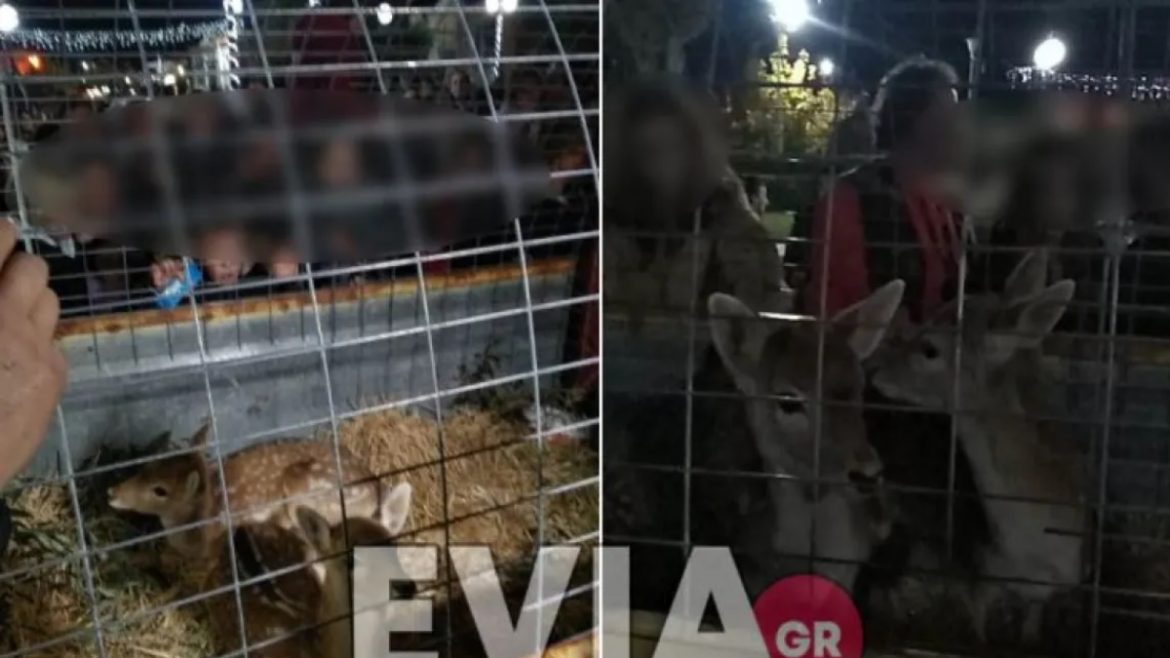 Ντροπιαστικές εικόνες από την Ερέτρια: Έβαλαν ελαφάκια σε κλουβί και τα περιέφεραν στην πλατεία (video)