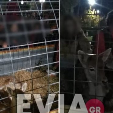 Ντροπιαστικές εικόνες από την Ερέτρια: Έβαλαν ελαφάκια σε κλουβί και τα περιέφεραν στην πλατεία (video)