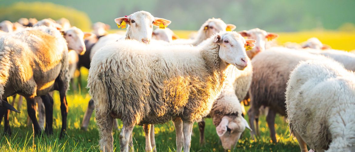 "Κραυγή αγωνίας" από τους κτηνοτρόφους: Έρχεται συρρίκνωση των κοπαδιών από τις μεγάλες αυξήσεις!