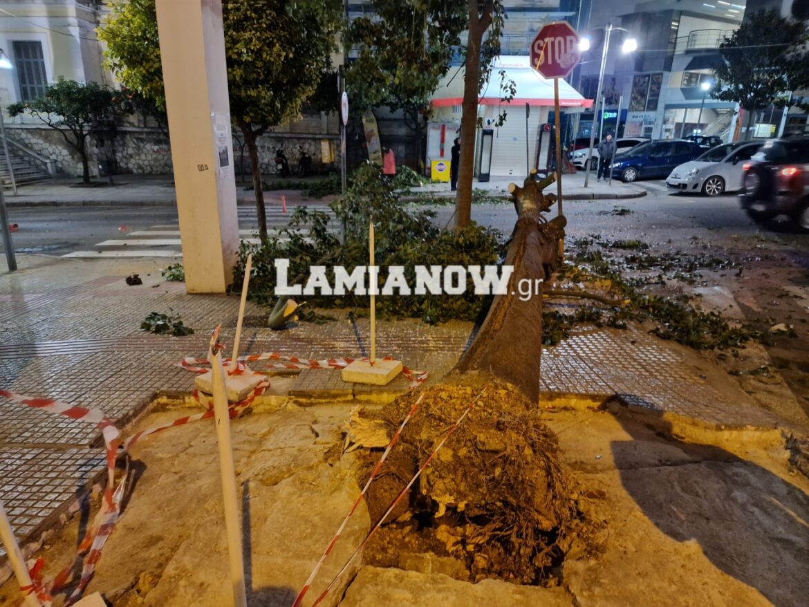 Οι Λαμιώτες εκφράζουν την άποψή τους για την πτώση του δέντρου στο κέντρο της πόλης. https://lamianow.gr/oi-lamiotes-apantoyn-terastio-dentro/