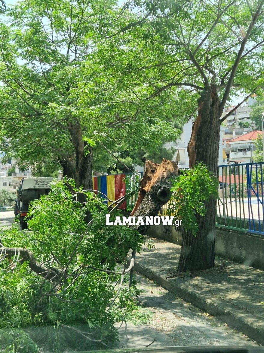 Λαμία: Δέντρο έσπασε στη μέση δίπλα στην πρώην παιδαγωγική Ακαδημία