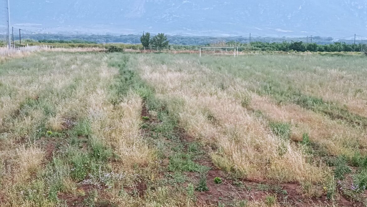Λαμία: Γήπεδο, χωράφι ή εκτροφείο φιδιών;