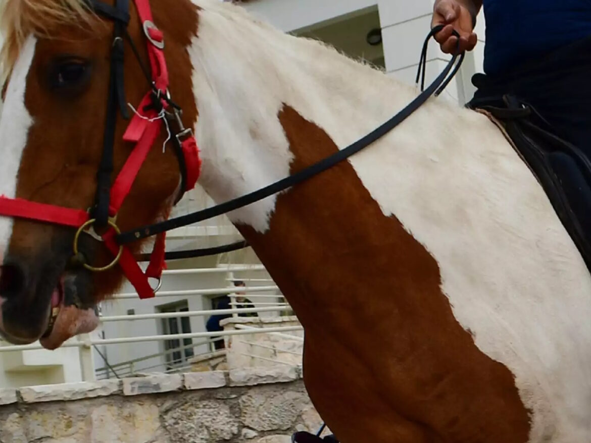 Φρίκη με νεκρό άλογο στη Χαλκίδα: Το βασάνισαν με αλυσίδα και σχοινί πριν πεθάνει