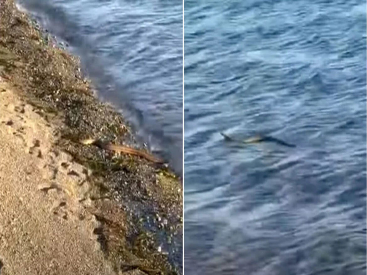 Αναστάτωση στην Εύβοια με φίδι που κολυμπάει σε θάλασσα (video)