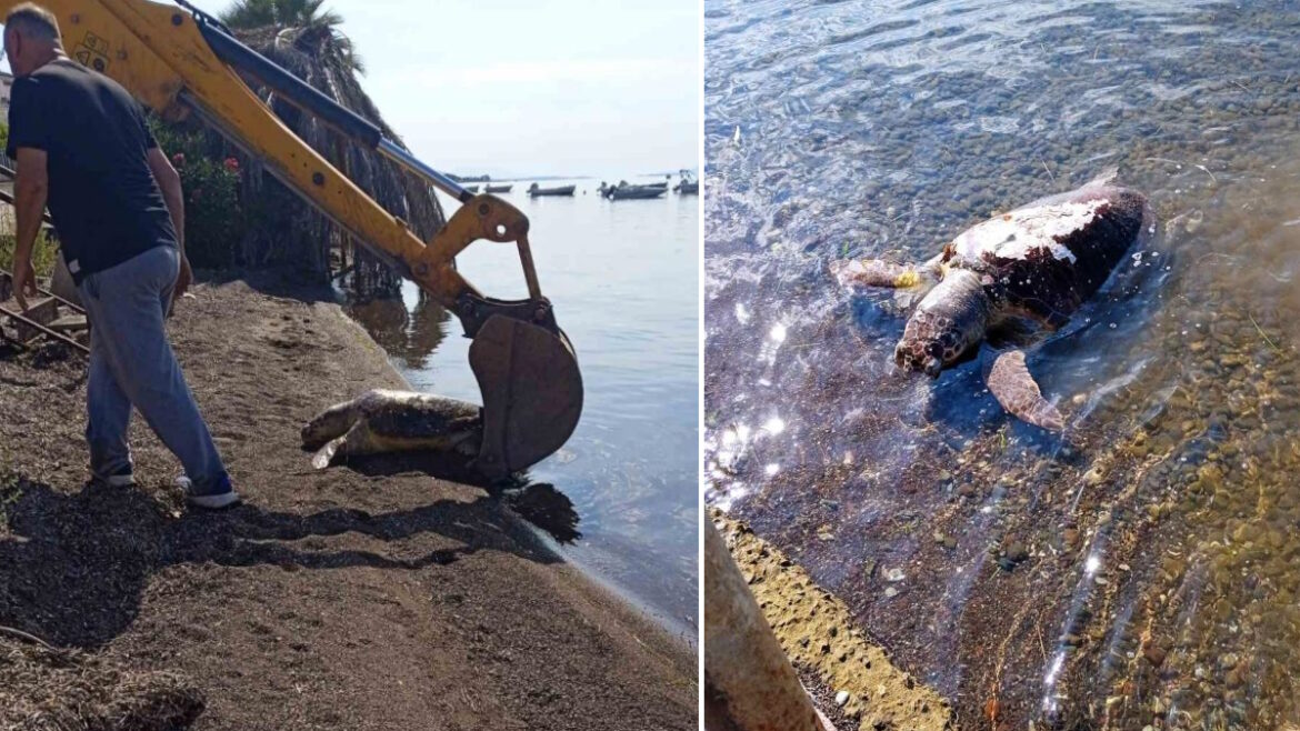 Μαρίνι Φθιώτιδας: Λουόμενοι εντόπισαν νεκρή θαλάσσια χελώνα