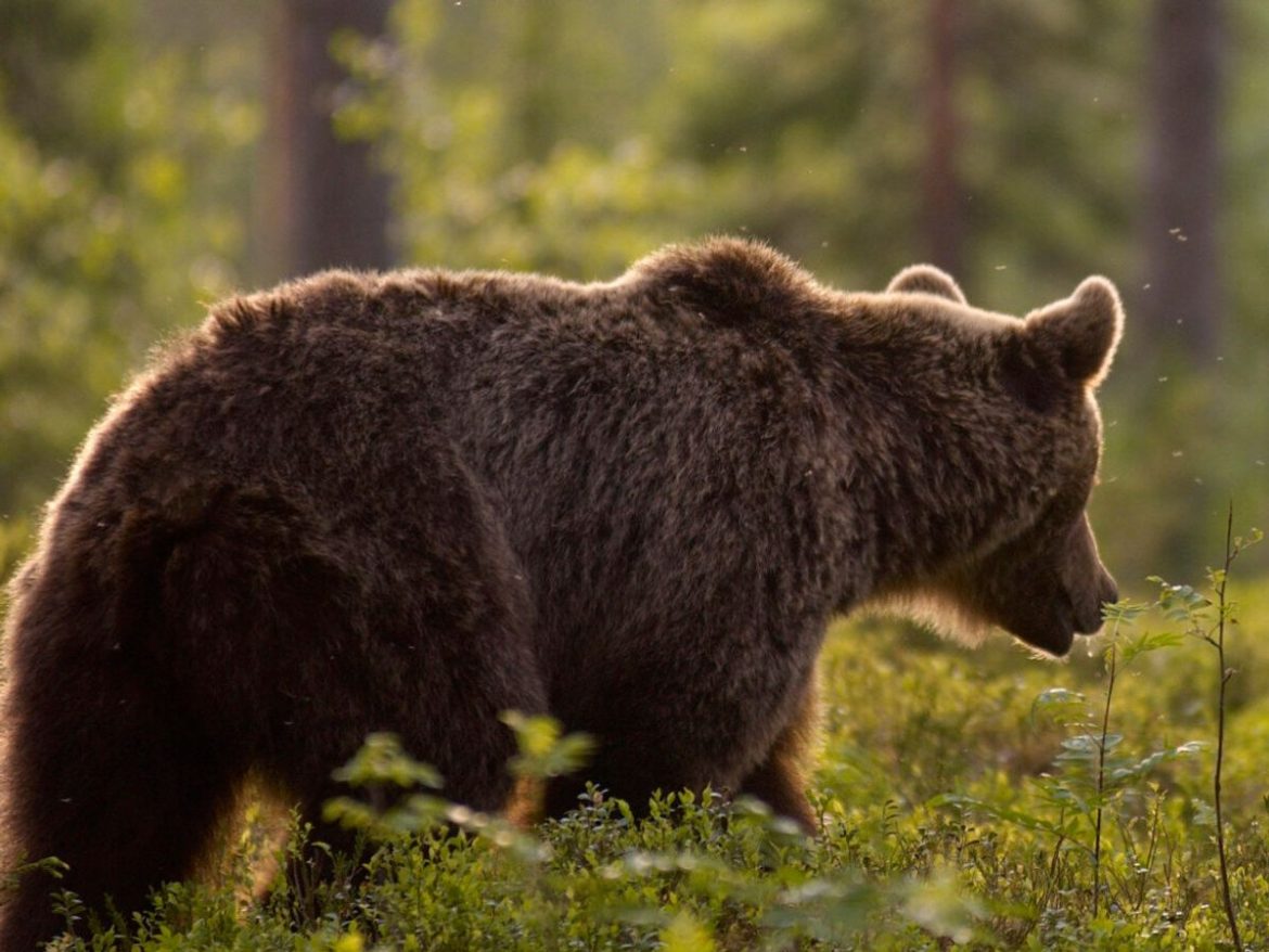 Φθιώτιδα: Αρκούδα έστειλε βοσκό στο Νοσοκομείο