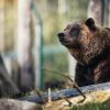 Κώστας Αλεξίου: Οι μελισσοκόμοι είχαν εντοπίσει την αρκούδα στη Μερκάδα – Προληπτικά στο νοσοκομείο κτηνοτρόφος (audio)