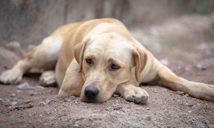 Μαζική δηλητηρίαση αδέσποτων Σκύλων στη Μακρυρράχη Δομοκού