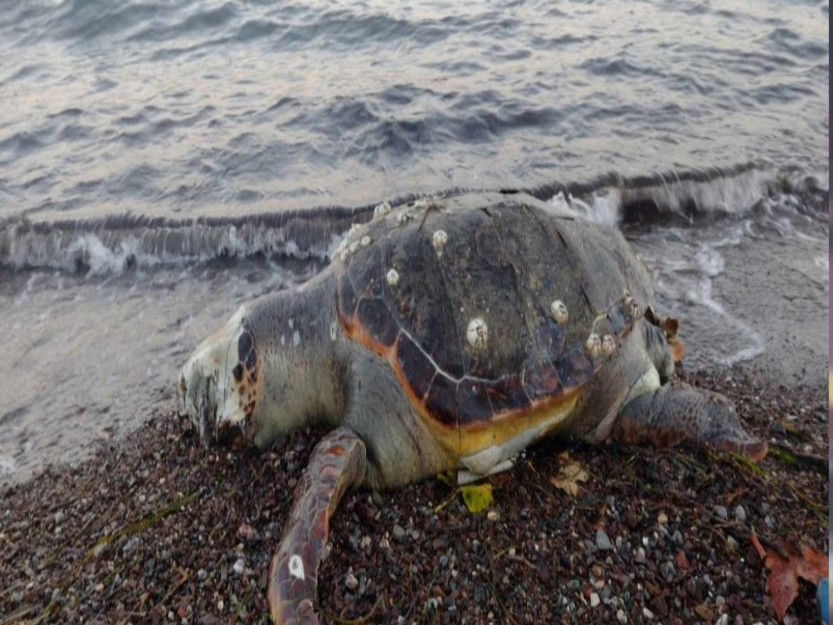 Φθιώτιδα: Nεκρές θαλάσσιες χελώνες ξεβράστηκαν σε παραλίες – Ανησυχούν οι πολίτες για ενδεχόμενη ρύπανση των νερών