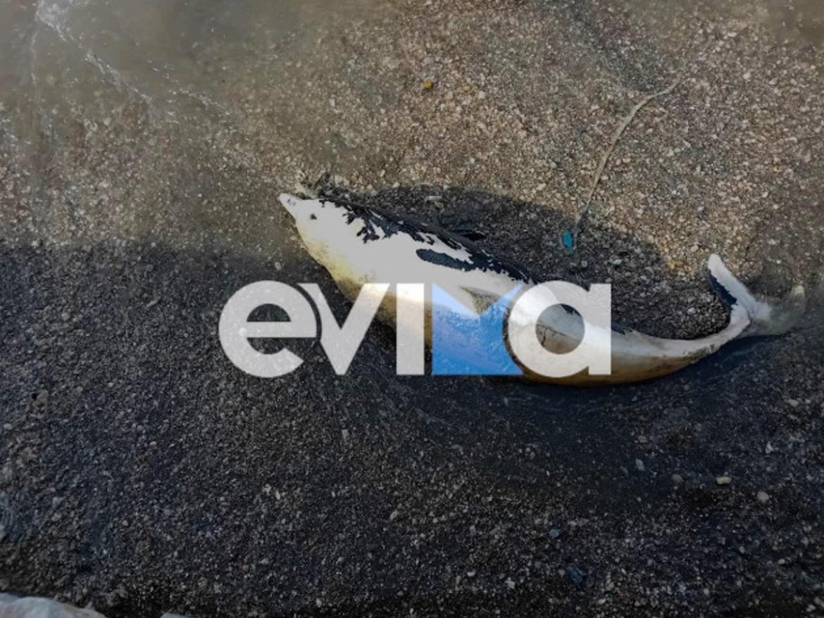 Δελφίνι ξεβράστηκε νεκρό σε παραλία του Αλμυροπόταμου