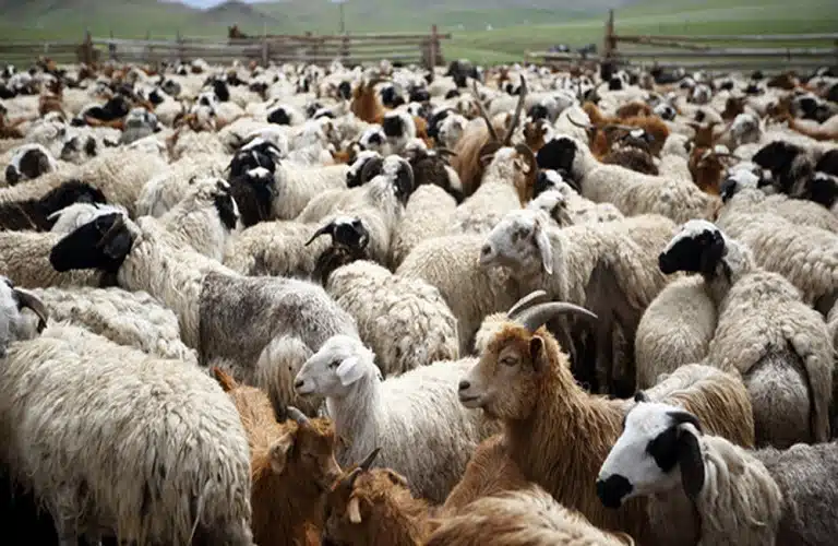 Ευλογιά σε πρόβατα: “Οι κτηνοτρόφοι να είναι ιδιαίτερα προσεκτικοί με τα κοπάδια τους” (video)