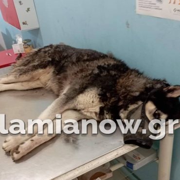 Απίστευτη κτηνωδία στην Αράχωβα: Τι λέει ο ιδιοκτήτης του Όλιβερ – Έρευνα από την Πανελλήνια Ένωση κατά της κακοποίησης ζώων – ΒΙΝΤΕΟ