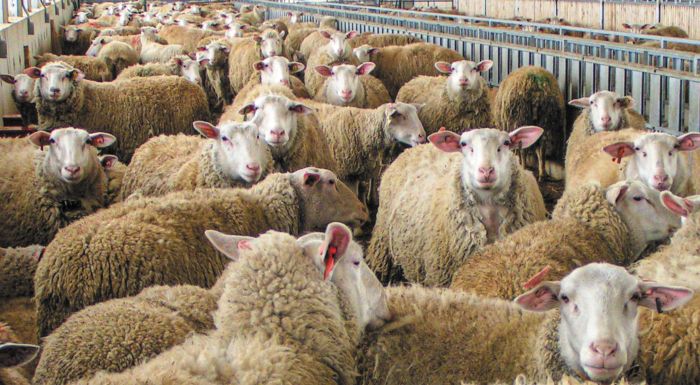 Λοκρίδα: Ενημέρωση στους κτηνοτρόφους για την ευλογιά των αιγοπροβάτων