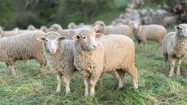 Φθιώτιδα: Νεα κρούσματα ευλογιάς προβάτων στην Αταλάντη – Αγωνιούν οι κτηνοτρόφοι