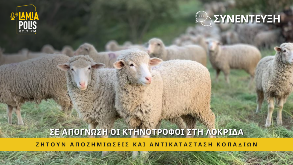 Σε απόγνωση οι κτηνοτρόφοι στη Λοκρίδα: Ζητούν αποζημιώσεις και αντικατάσταση κοπαδιών (video)