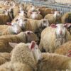 Φωκίδα : Μέτρα αντιμετώπισης της ευλογιάς αιγοπροβάτων στο Ευπάλιο – Σε καραντίνα οι μονάδες, τι μας δηλώνει ο Αντιπεριφερειάρχης Κώστας Αποστολόπουλος (Aud)