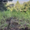 Λαμία: Χασισοφυτεία μισού εκατομμυρίου, νέο «χτύπημα» από τη Δίωξη Ναρκωτικών – Δείτε εικόνες